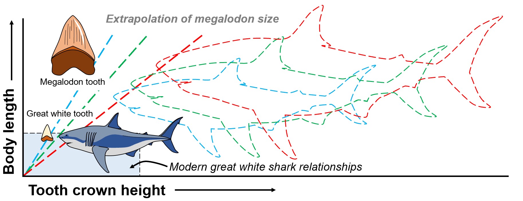 The size of megalodon is estimated based on the size of its teeth and a mathematical relationship between tooth size (generally crown height) and body size in modern great white sharks.